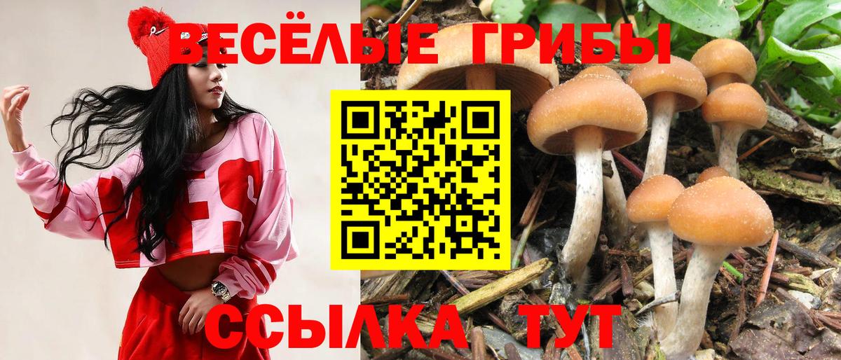 Псилоцибиновые грибы Psilocybine cubensis Санкт-Петербург